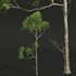 spring trees Celtis Australis and Fagus Grandifolia - Thumbnail 9