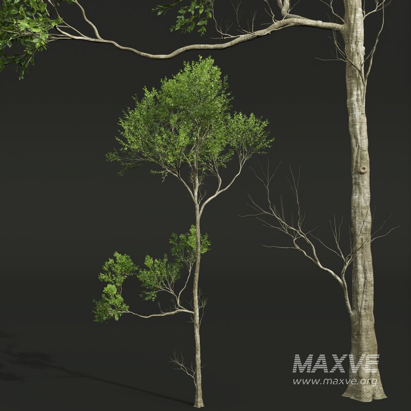 spring trees Celtis Australis and Fagus Grandifolia - Image 9