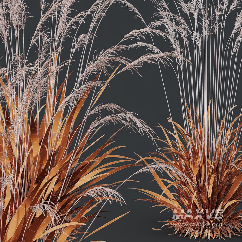 Molinia Caerulea Heidebraut Kleines Pfeifengras - Image 8