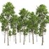 spring trees Fagus Sylvatica - Thumbnail 9