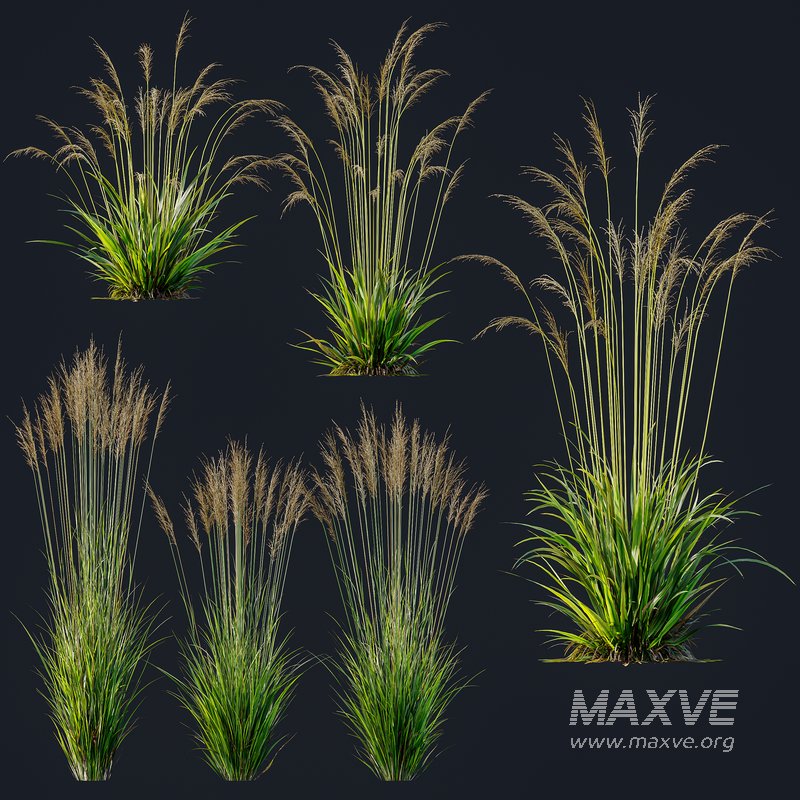 Molinia Caerulea Heidebraut Kleines Pfeifengras - Image 9