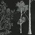 spring trees Celtis Australis and Fagus Grandifolia - Thumbnail 10