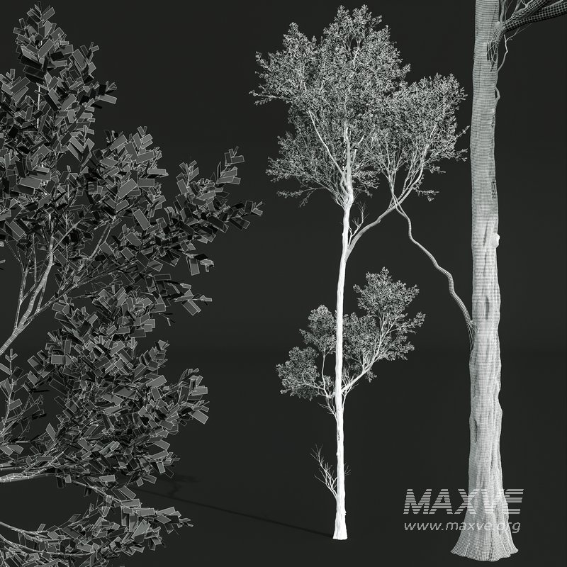 spring trees Celtis Australis and Fagus Grandifolia - Image 10