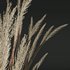Calamagrostis Acutiflora Karl Foerster and Celtica Gigantea Stipa - Thumbnail 7