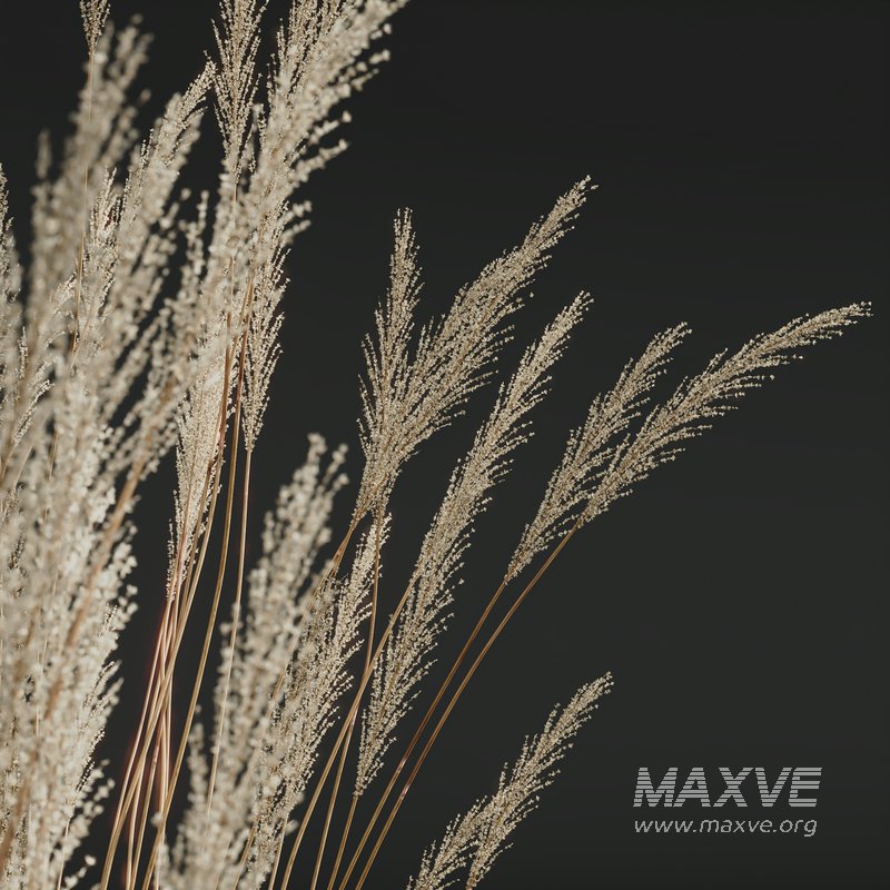 Carex Elata Aurea Grass and Calamagrostis Acutiflora Karl Foerster - Image 9