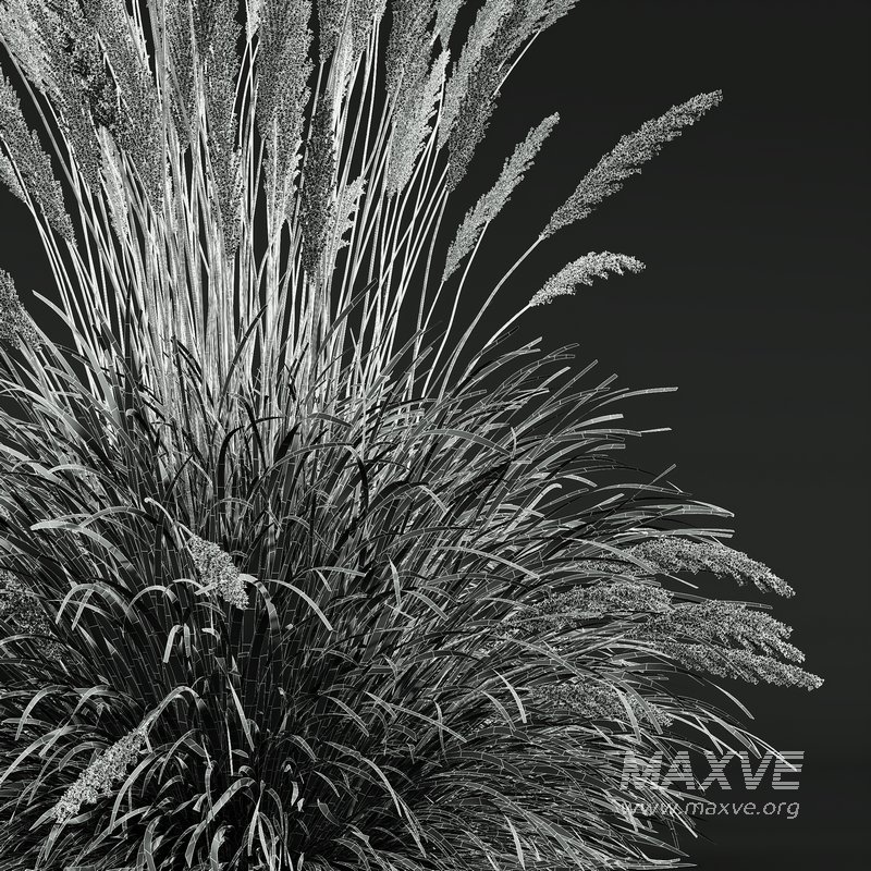 Carex Elata Aurea Grass and Calamagrostis Acutiflora Karl Foerster - Image 10