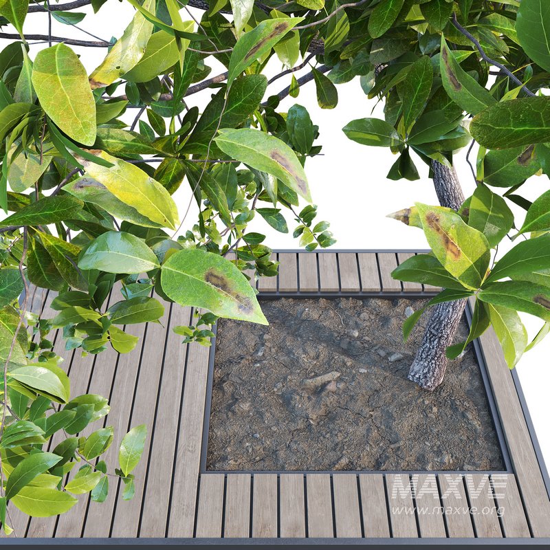 Outdoor Plant 04 - Image 2