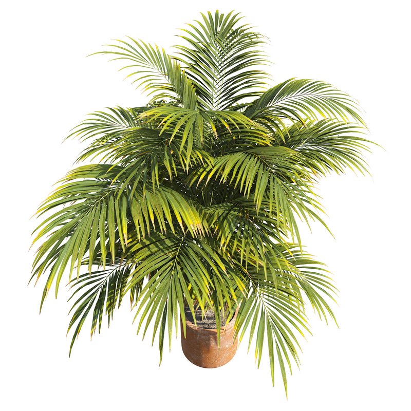 Outdoor Plant 01 - Image 2