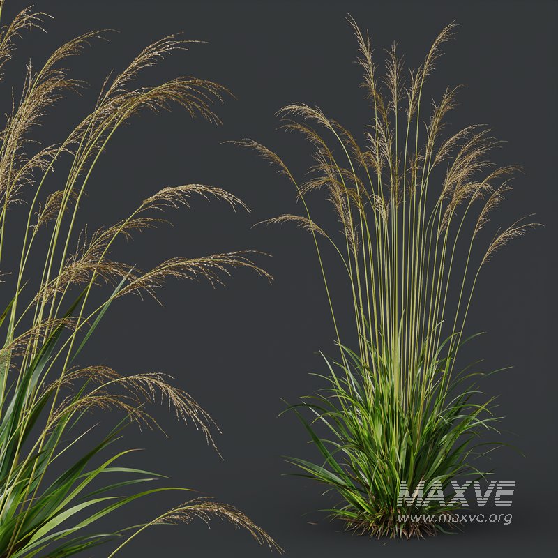 Molinia Caerulea Heidebraut Kleines Pfeifengras - Image 5