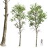 spring trees Fagus Sylvatica - Thumbnail 7