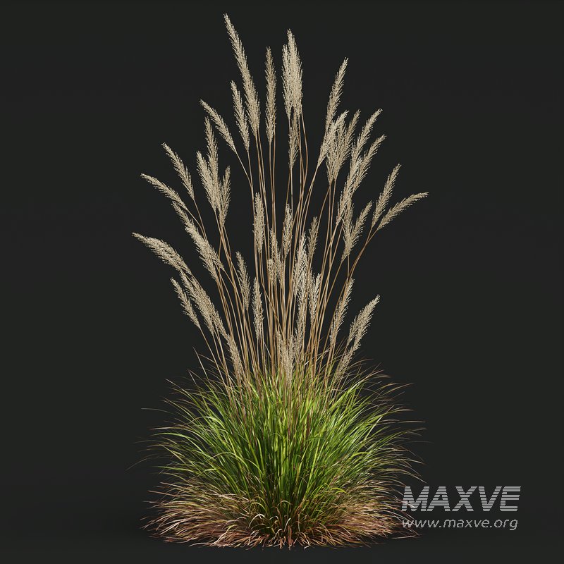 Carex Elata Aurea Grass and Calamagrostis Acutiflora Karl Foerster - Image 6