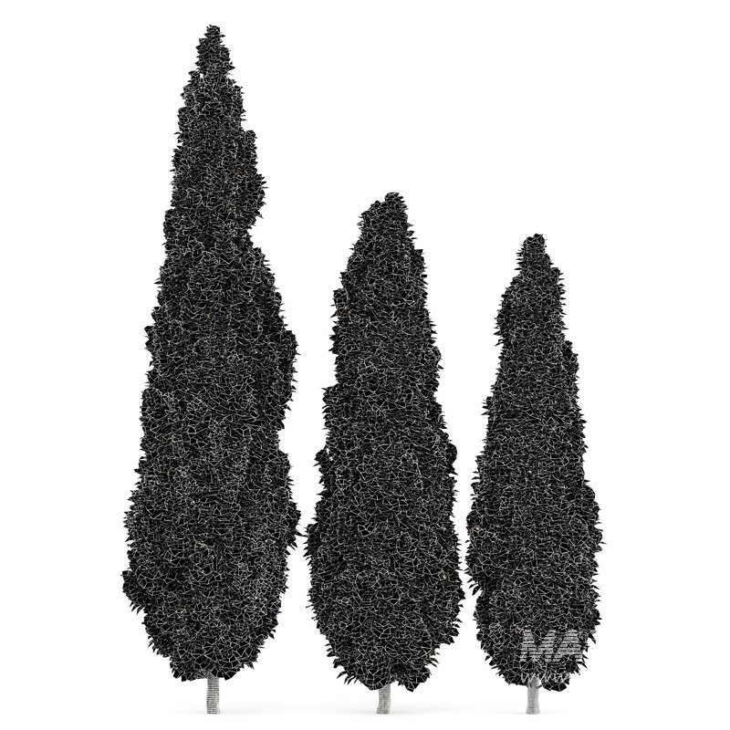 spring trees Maidenhair Ginkgo Biloba and Mediterranean Cypress - Image 8