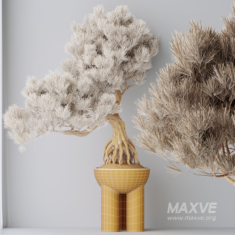 Indoor plants set 107 Bonsai Pinus Pentaphylla Thunbergii - Image 6