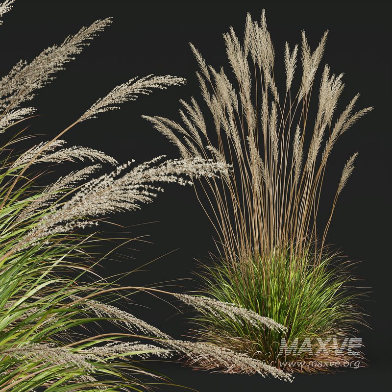 Calamagrostis Acutiflora Karl Foerster and Celtica Gigantea Stipa - Image 4