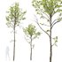 spring trees Acer Pseudoplatanus and Alnus Glutinosa - Thumbnail 8