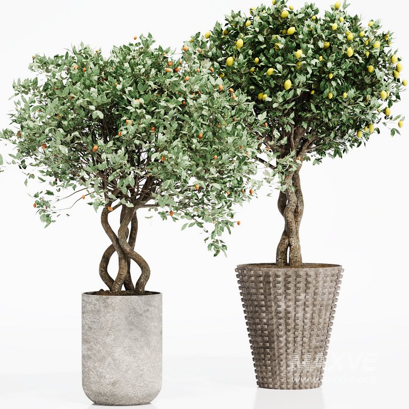 INDOOR PLANT SET 06 - Image 2