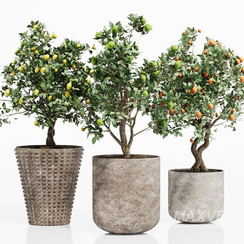 INDOOR PLANT SET 06 - Image 3