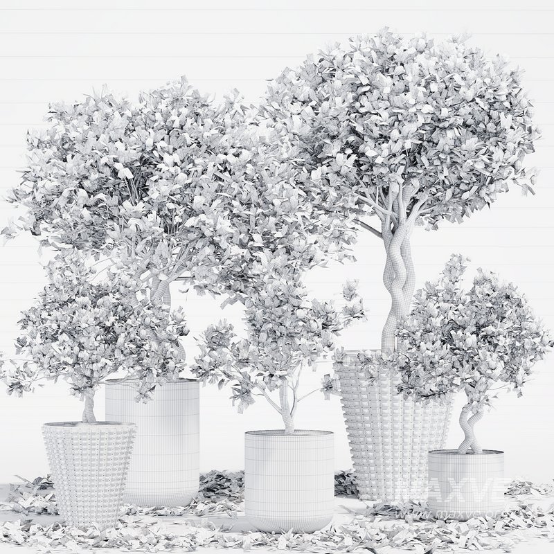 INDOOR PLANT SET 06 - Image 4