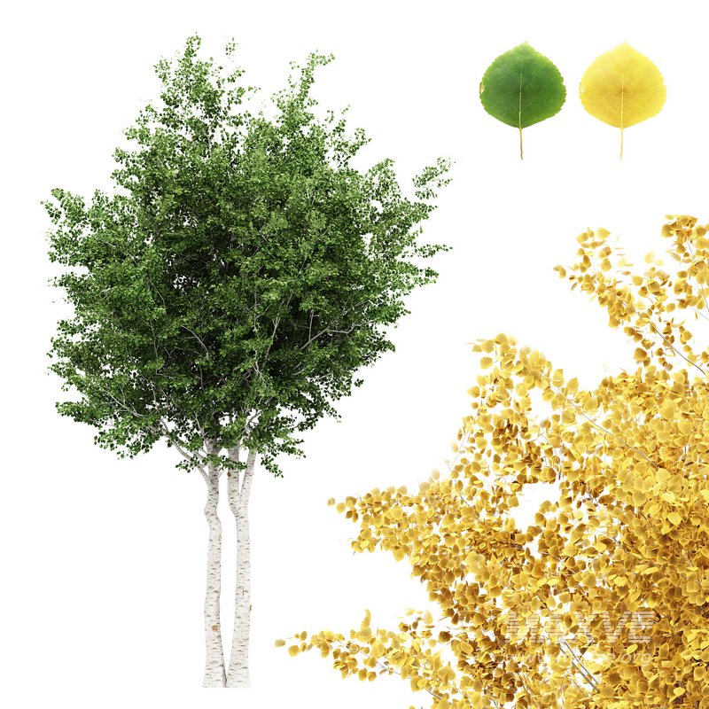 Silver Birch Tree Betula Pendula Spring to Fall - Image 1