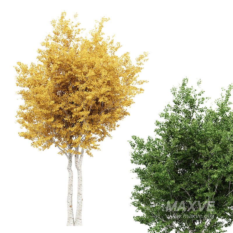 Silver Birch Tree Betula Pendula Spring to Fall - Image 3