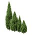 Rocky Mountain Juniper 4tree - Thumbnail 3