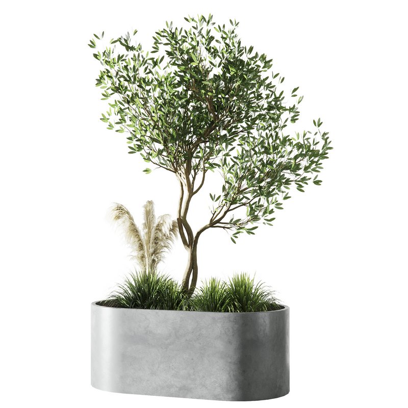 Indoor Olive Tree Set20 - Image 3