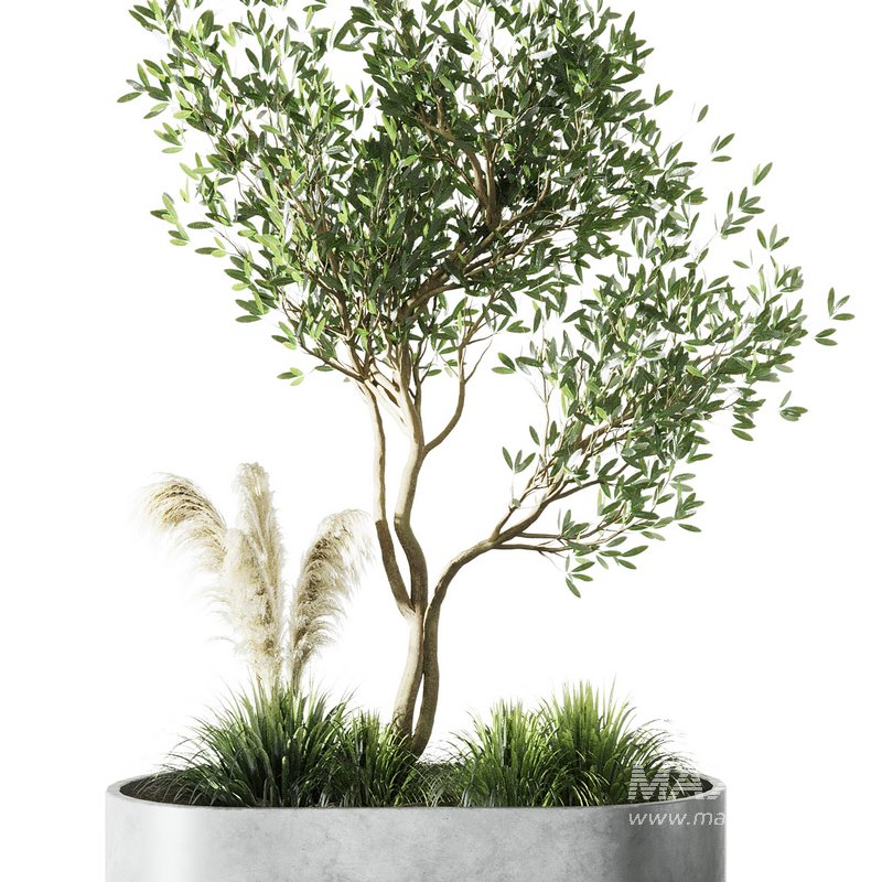 Indoor Olive Tree Set20 - Image 4