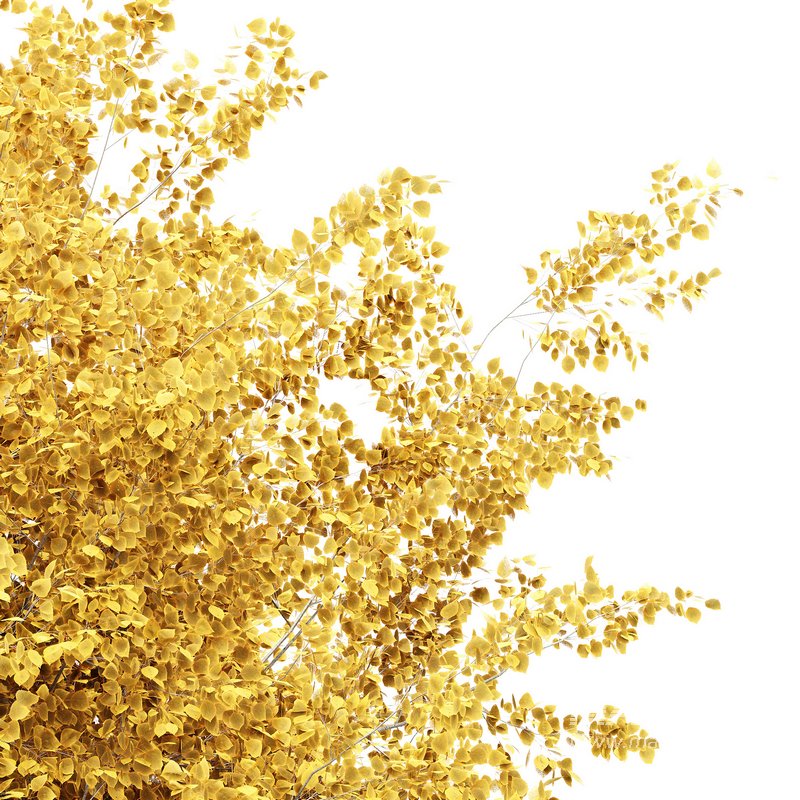 Silver Birch Tree Betula Pendula Spring to Fall - Image 2