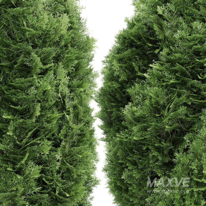 Rocky Mountain Juniper 4tree - Image 2