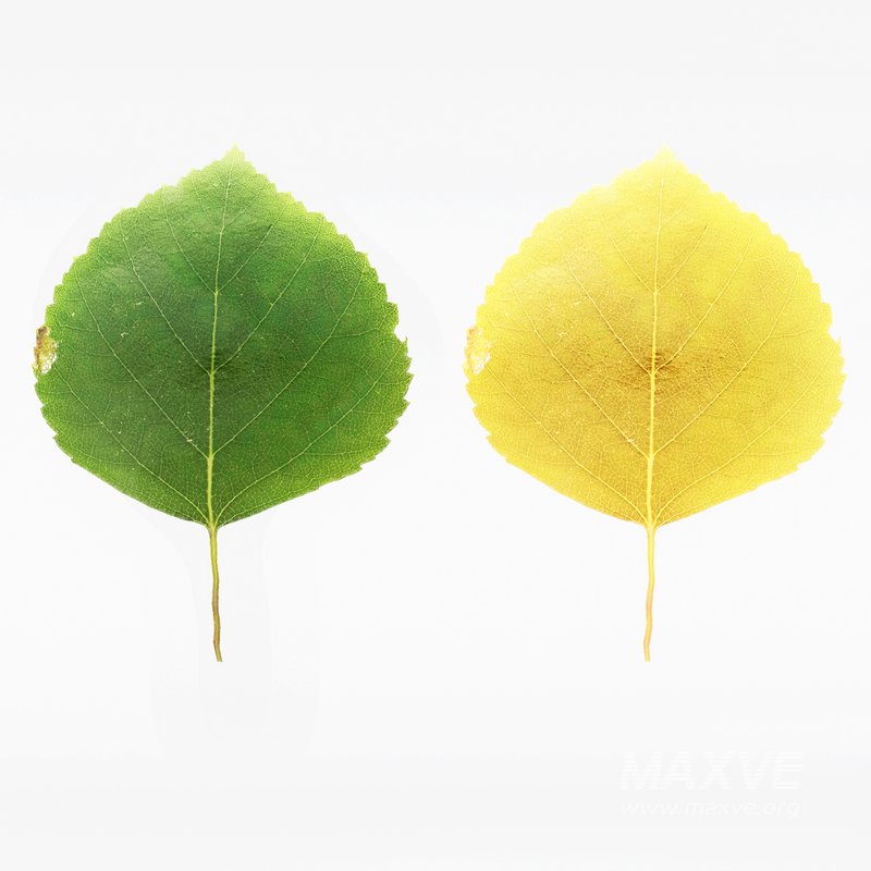 Silver Birch Tree Betula Pendula Spring to Fall - Image 4