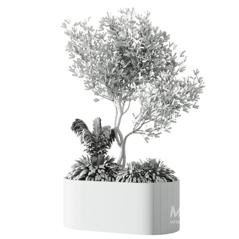 Indoor Olive Tree Set20 - Image 2