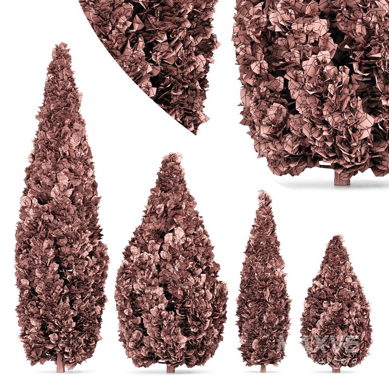 Rocky Mountain Juniper 4tree - Image 4