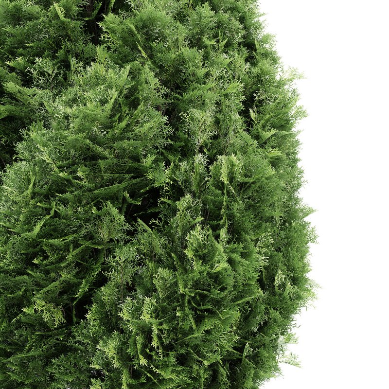 Rocky Mountain Juniper 4tree - Image 5