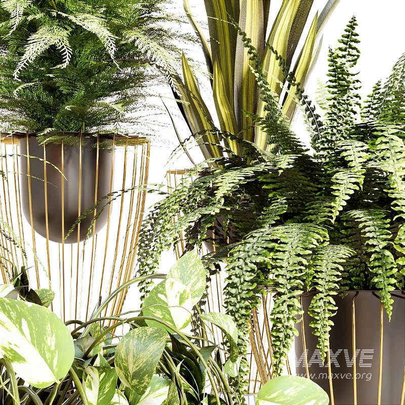 INDOOR PLANT SET 03 - Image 2