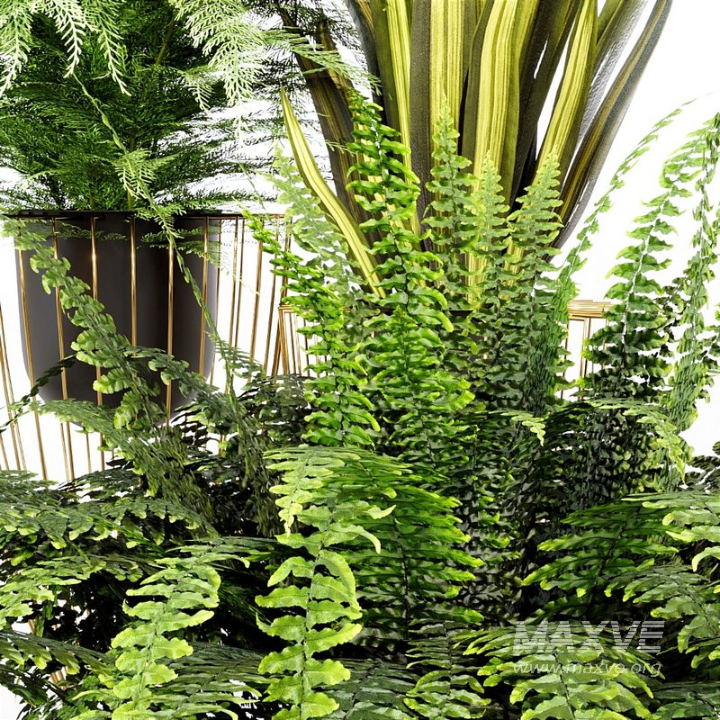 INDOOR PLANT SET 03 - Image 3