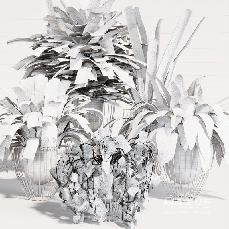 INDOOR PLANT SET 03 - Image 4