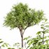Real tree quercus serrata - Thumbnail 1