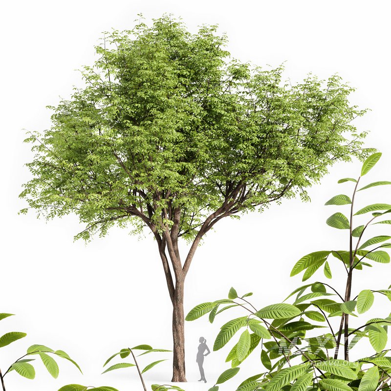 Real tree quercus serrata - Image 1