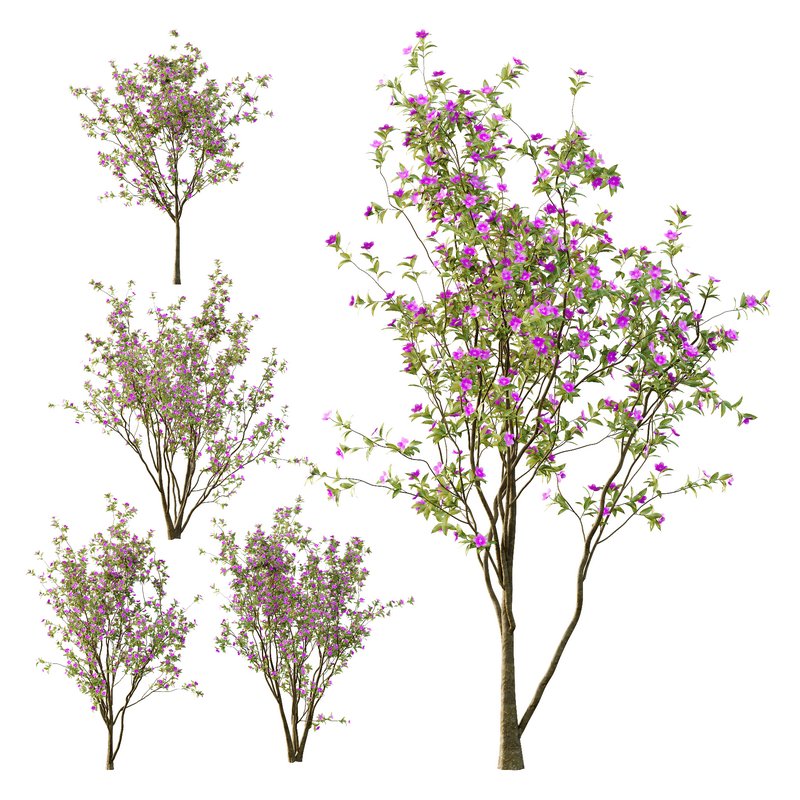 Tibouchina Semidecandra Tree02 - Image 1