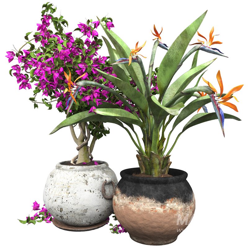 Bird of paradise flower and bougainvillea tree - Image 1