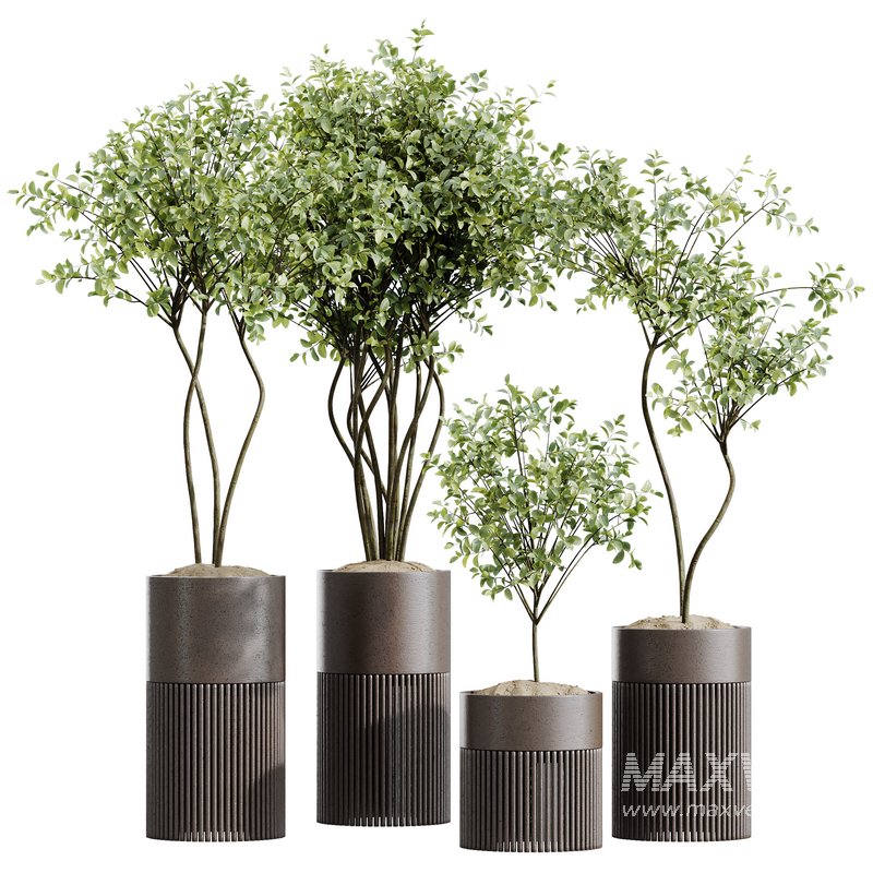 HQ HousePlants Beech Olea Europaea Olive Eucalyptu Joyplants Mini Fig Set04 - Image 1