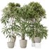 Indoor plants set 121 Dypsis Lutescens Palm and Wilsonii Chemlali Olive - Thumbnail 1