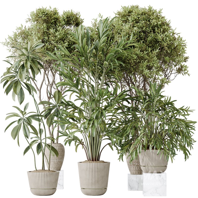 Indoor plants set 121 Dypsis Lutescens Palm and Wilsonii Chemlali Olive - Image 1