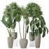 Indoor plants set 120 Cunjevoi Alocasia Jardin Brisbanensis and Mission Kalamata Olive - Thumbnail 1