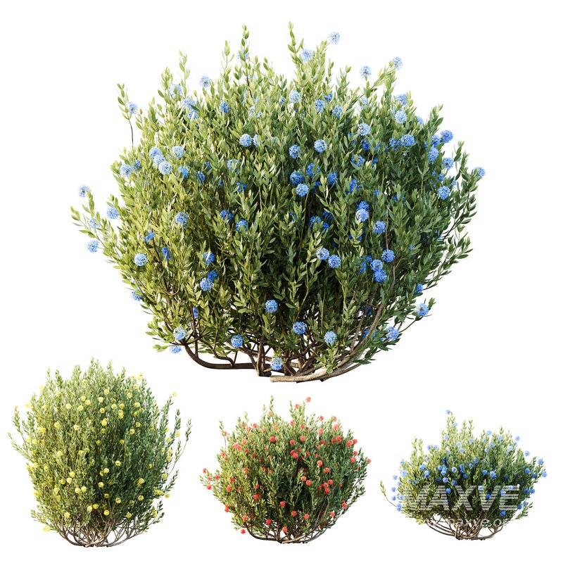 HQ Plants Ixora Jasmine Gardens Chinese Dwarf Coccinea Red Yellow Blue Set02 - Image 1