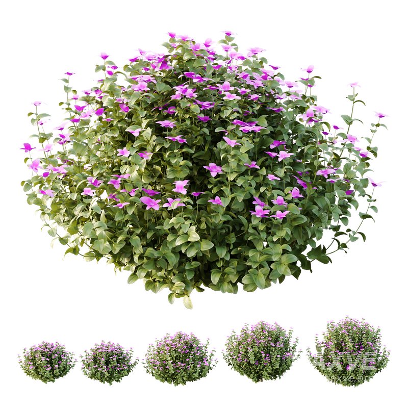 Tibouchina Semidecandra Bush 05 - Image 2