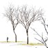 Real Tree Ulmus changii Winter - Thumbnail 1