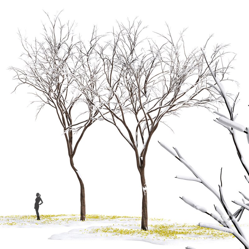 Real Tree Ulmus changii Winter - Image 1