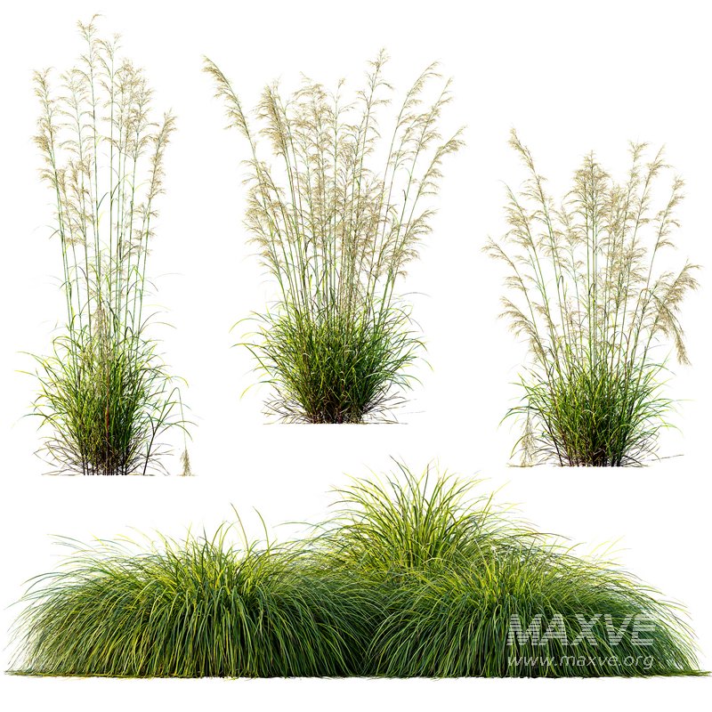 Celtica Gigantea Stipa Golden Oats and Carex Elata Aurea Grass - Image 3