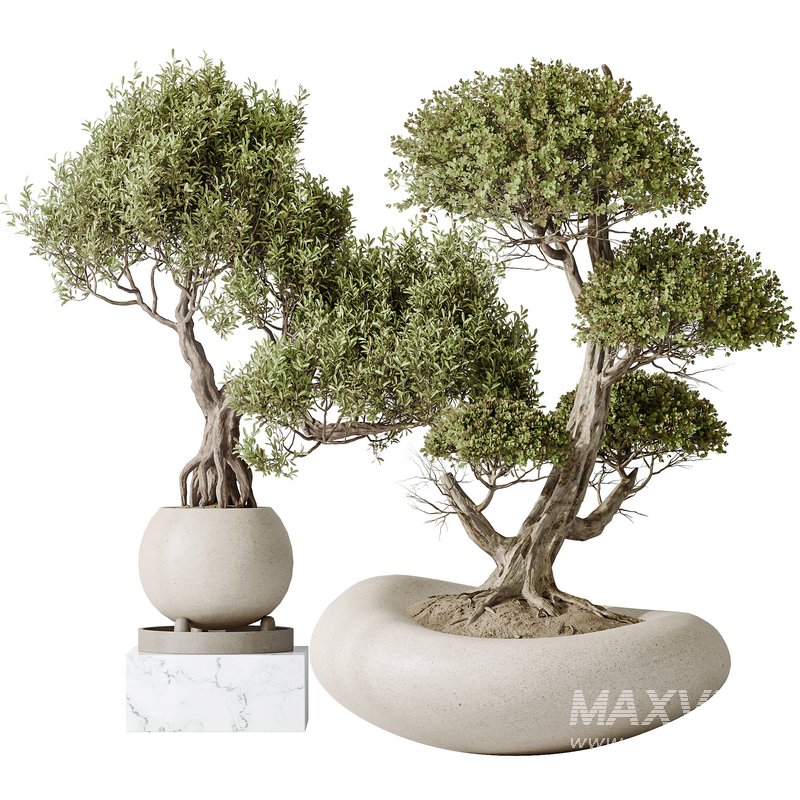 Indoor plants set 123 Ficus Retusa Microcarpa Bonsai Ginseng - Image 2